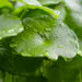Gotu Kola Powder Centella Asiatica