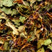 Gotu Kola Powder Centella Asiatica