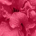 Pure Hibiscus Powder for Hair Growth & Skin