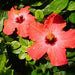 Pure Hibiscus Powder for Hair Growth & Skin