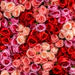 Pure Rose Petal Powder