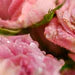 Pure Rose Petal Powder