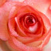 Pure Rose Petal Powder